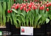 Tulipa Canasta ® (1)